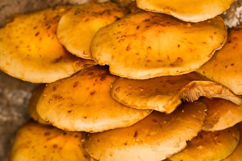 Honey-yellow honey fungus