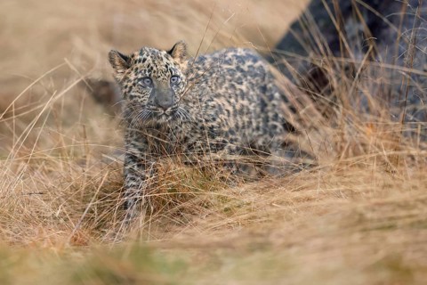 Indian indian leopard