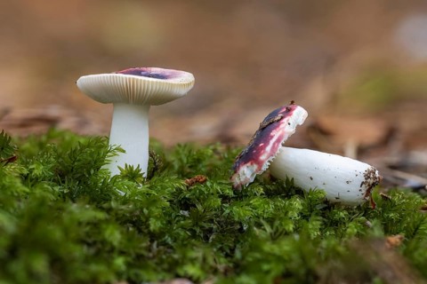 Russula