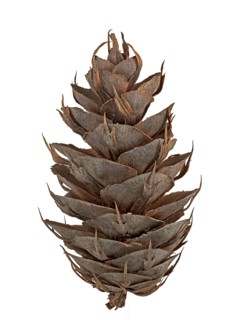 Douglas fir