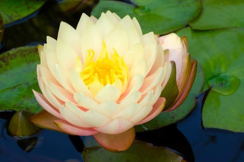 Hardy water lily