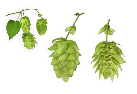 Common hop