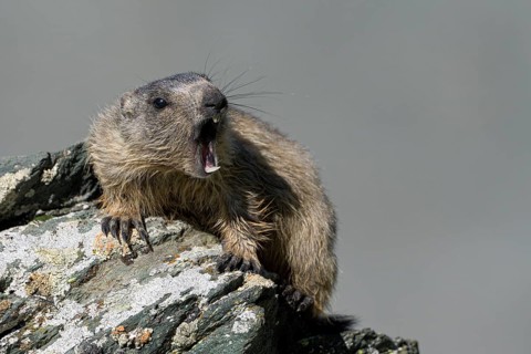 Alpine marmot