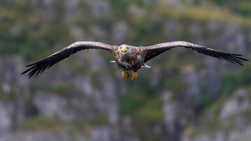 White-tailed eagle