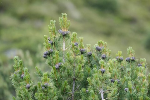 Swiss pine
