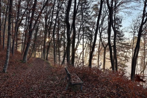 Forest path and bench in beech forest