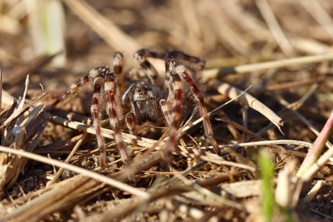 Giant riverbank spider