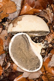 Common common earthball