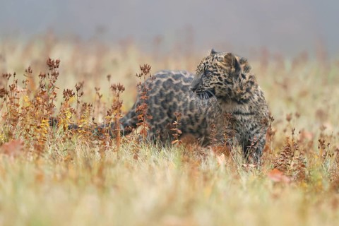 Indian indian leopard