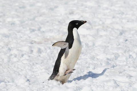 Adelie penguin