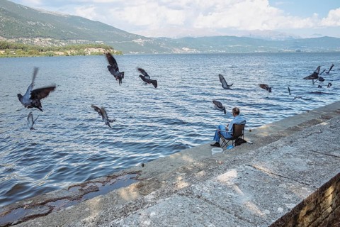 Pigeons in flight in front of a lake with an angler on the shore