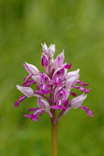 Military orchid