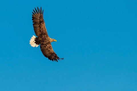 White-tailed eagle
