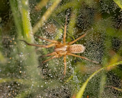 Wolf spider
