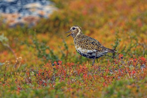 European golden plover