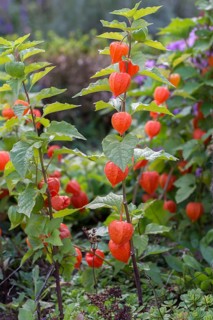 Chinese lantern