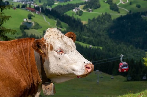 Domestic cattle