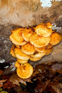 Honey-yellow honey fungus