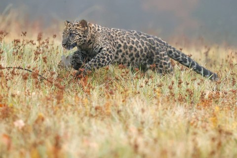 Indian indian leopard