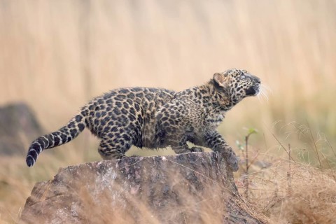Indian indian leopard