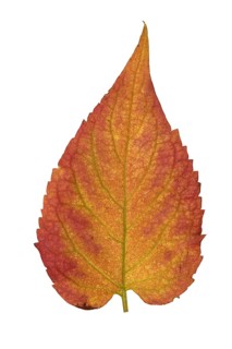 Chokeberry