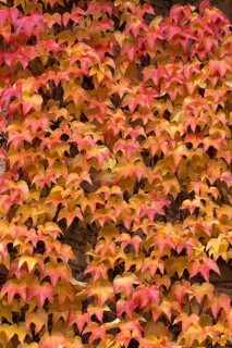 Autumn leaves from the Dreispitz Jungfernrebe