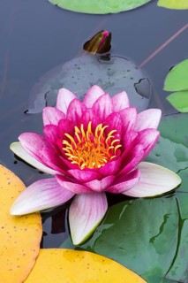 Water lily