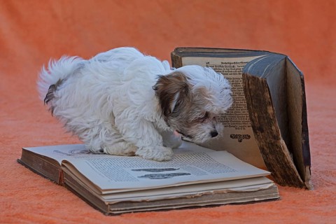 Bolonka Zwetna puppy with old books