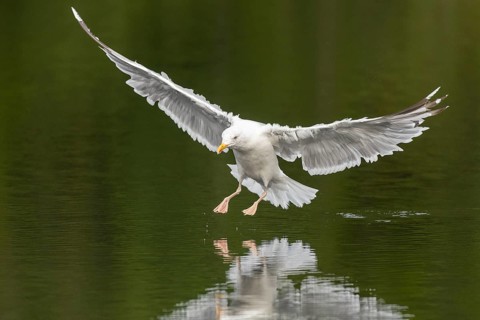 European herring gull