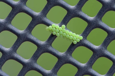 Green shield bug