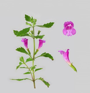 Calamintha grandiflora