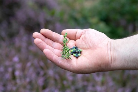 Common juniper