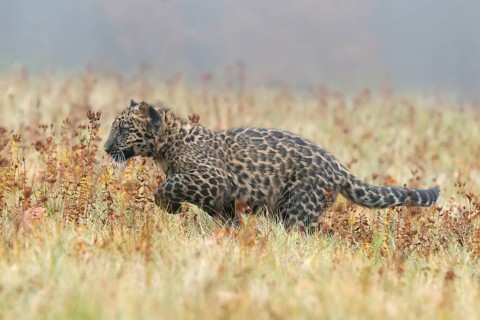 Indian indian leopard