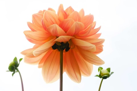 Flowering dahlia