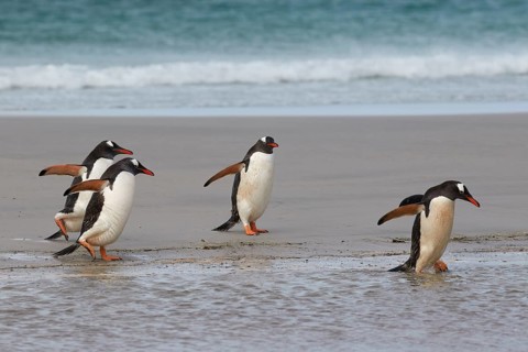 Gentoo penguins