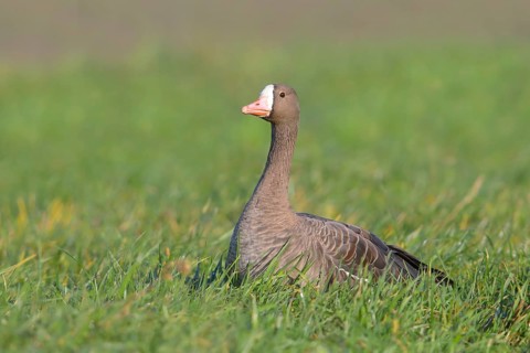Lesser white-fronted goose