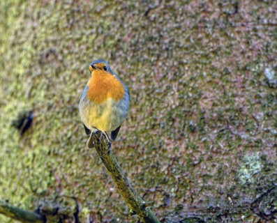 European robin
