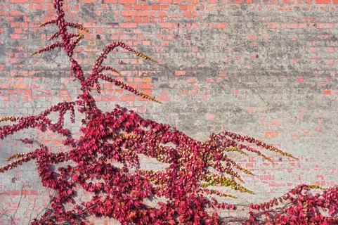 Boston ivy
