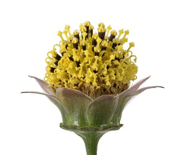 Mexican aster