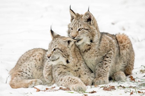 Two eurasian lynx