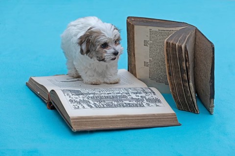 Bolonka Zwetna puppy with old books