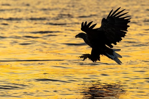 White-tailed eagle