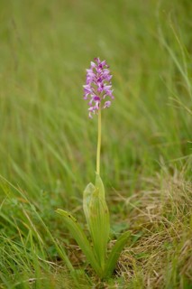 Military orchid