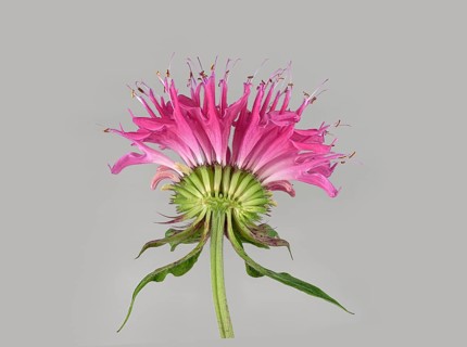 Bee balm hybrid
