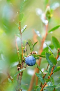 Bog bilberry