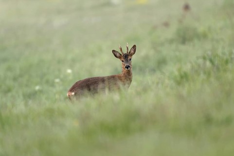 European roe deer