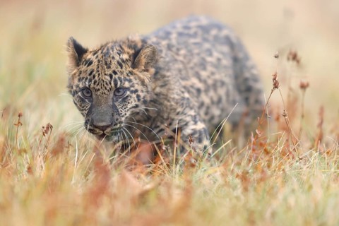 Indian indian leopard