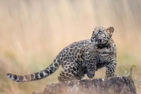 Indian indian leopard