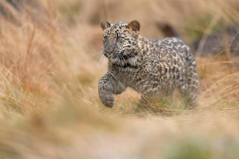 Indian indian leopard
