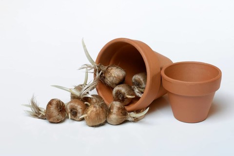 Bulbs of the saffron crocus